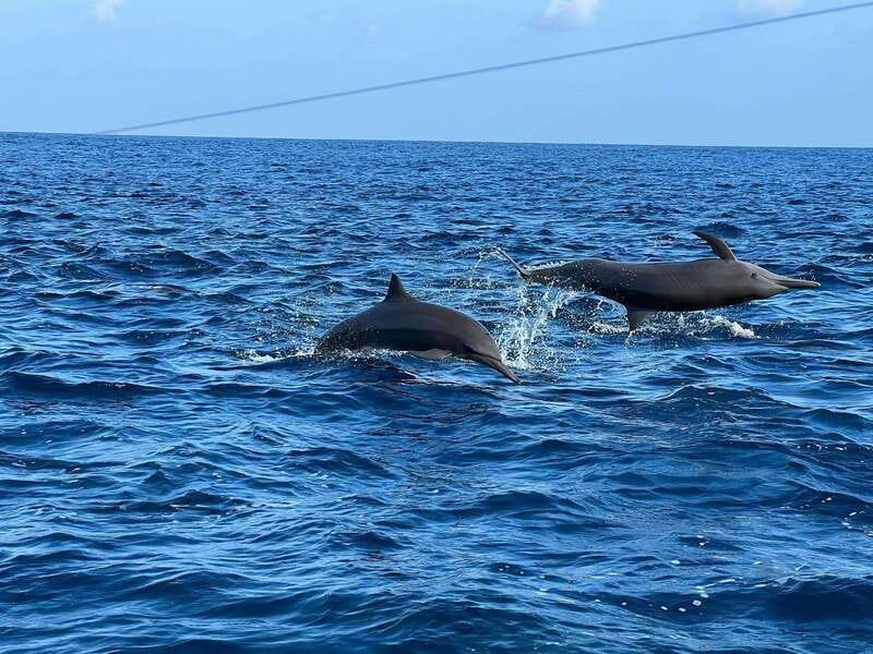 Puerto Escondido: Boat Tour to see Dolphins and Marine Life - Humpback whale season from November to March: what changes