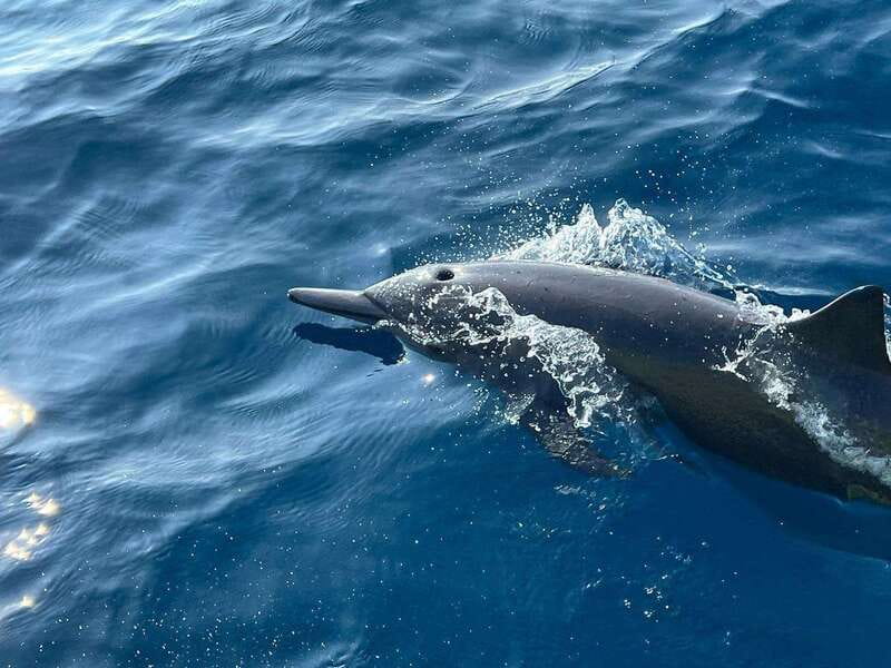 Puerto Escondido: Boat Tour to see Dolphins and Marine Life - Guide style that matters: Mike and Hector, plus small group energy