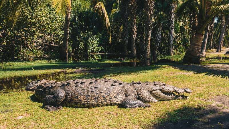 Puerto Escondido: Oaxaca Coast Wildlife Ecotour - The Mangrove Boat Ride (Panga): Crocodiles and Birds, Up Close