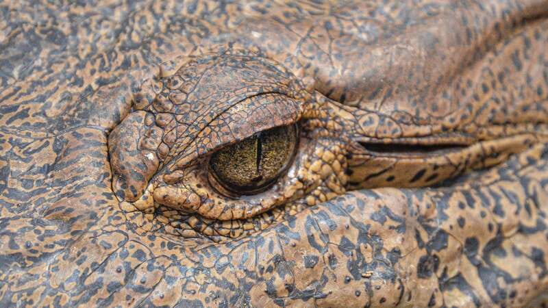 Puerto Escondido: Oaxaca Coast Wildlife Ecotour - Mazunte Stop: Coastal Town Time Without Feeling Rushed