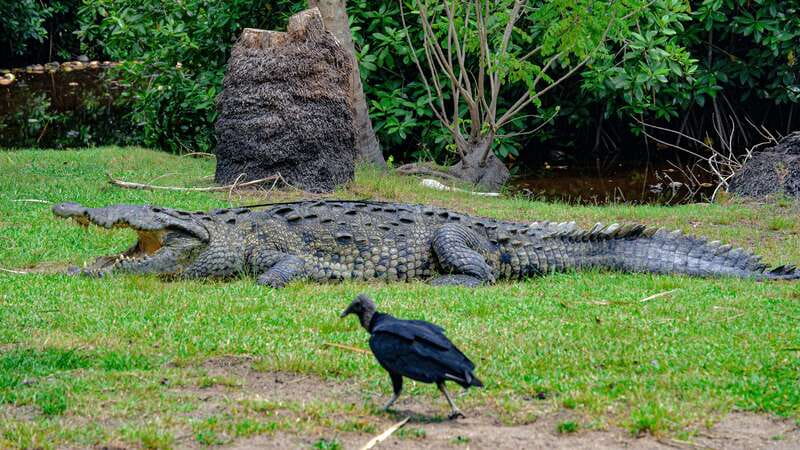 Puerto Escondido: Oaxaca Coast Wildlife Ecotour - Timing and Transit: Why the Day Feels Busy (But Not Crazy)