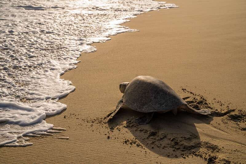 Puerto Escondido: Turtle Release Experience - Key highlights worth your attention