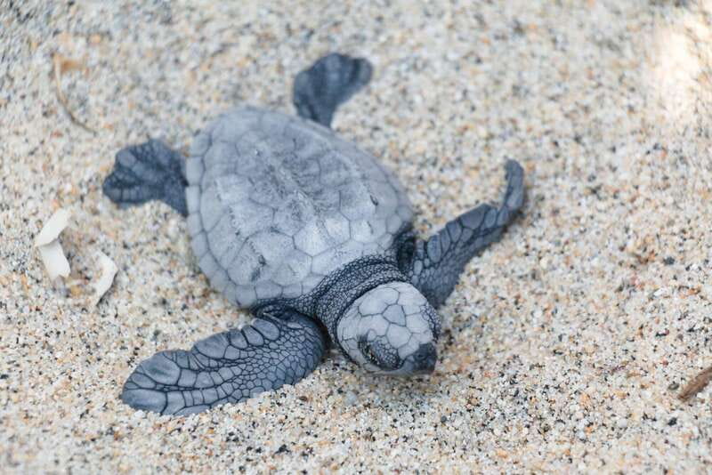 Puerto Escondido: Turtle Release Experience - Who this Puerto Escondido turtle release is for
