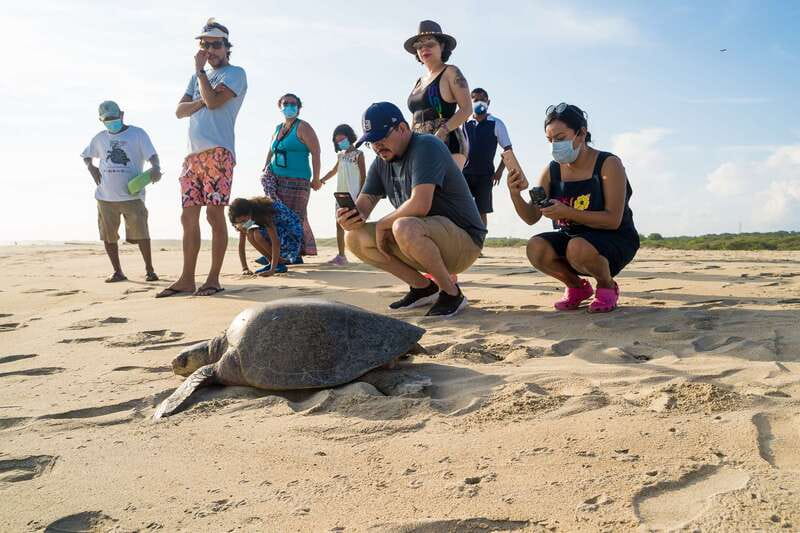 Puerto Escondido: Turtle Release Experience - From hotel pickup to preserved beach, the 2-hour rhythm