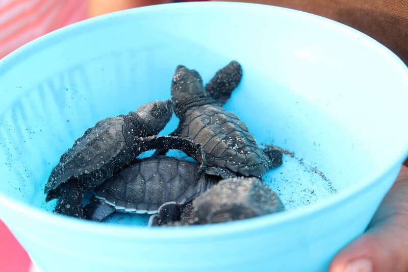 Puerto Escondido: Turtle Release Experience - Seasonality reality check: August to early November