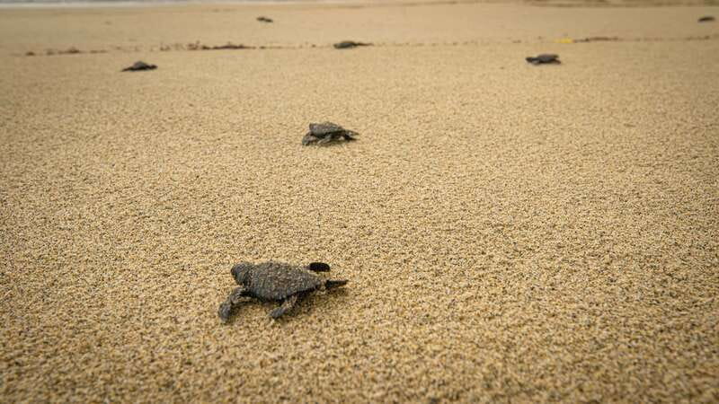 Puerto Escondido: Turtle Release Experience - Bilingual support in the real world: Spanish and English in practice