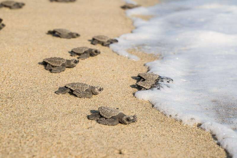 Puerto Escondido: Turtle Release Experience - What to bring, and what not to bring, for a safe turtle release