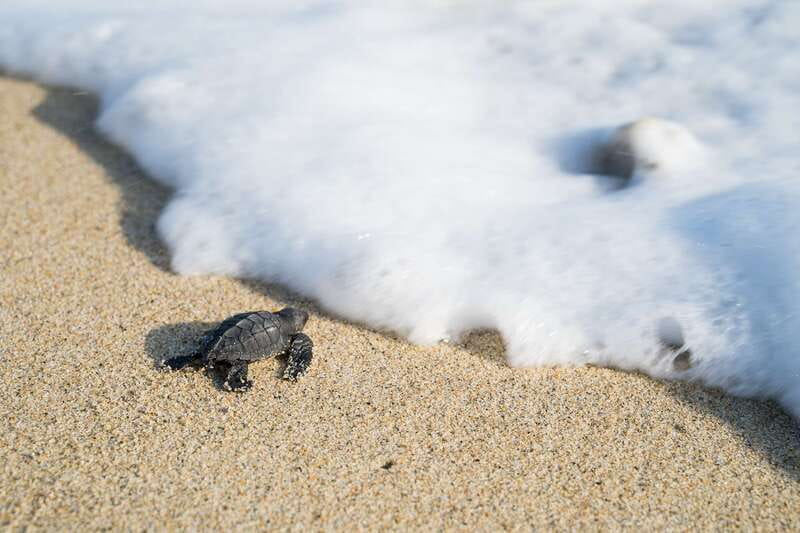 Puerto Escondido: Turtle Release Experience - Turtle camp education: what you learn before the release