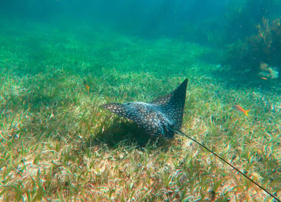 Puerto Morelos: National Reef Park Snorkeling & Beach Lunch - Puerto Morelos Snorkeling: Why This Reef Trip Feels Worth It