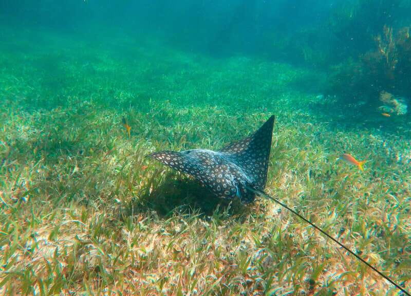 Puerto Morelos: National Reef Park Snorkeling & Beach Lunch - Free Time in Puerto Morelos: Use It for Shops and Beach Walking