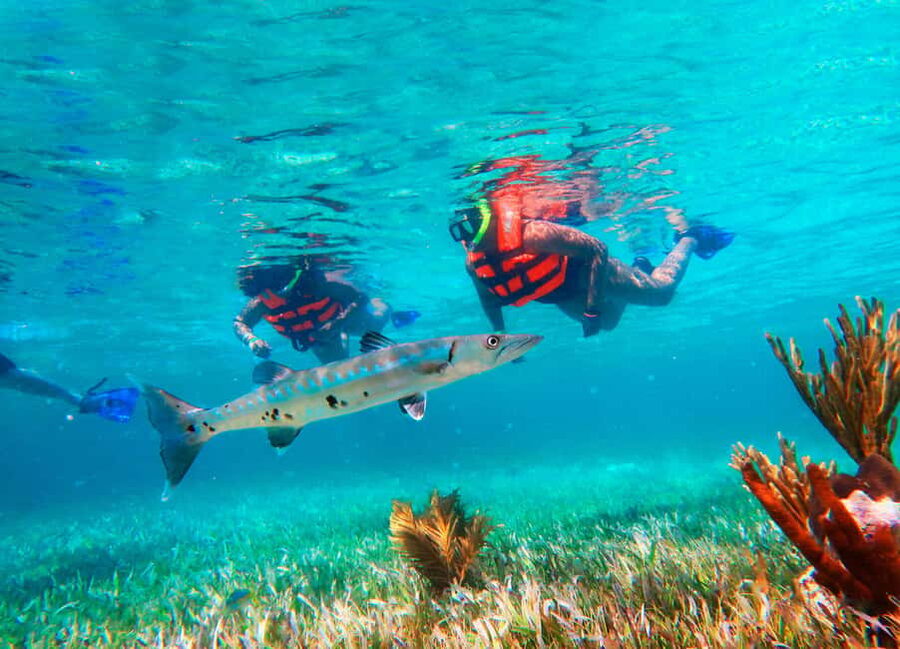 Puerto Morelos: Snorkel, Town Walk, Tequila & Beach Lunch - Puerto Morelos Reef Snorkeling: The Easy-Win From Cancun
