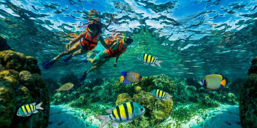 Puerto Morelos: Snorkel, Town Walk, Tequila & Beach Lunch - Snorkeling the Great Mayan Reef: What You’re Likely to See