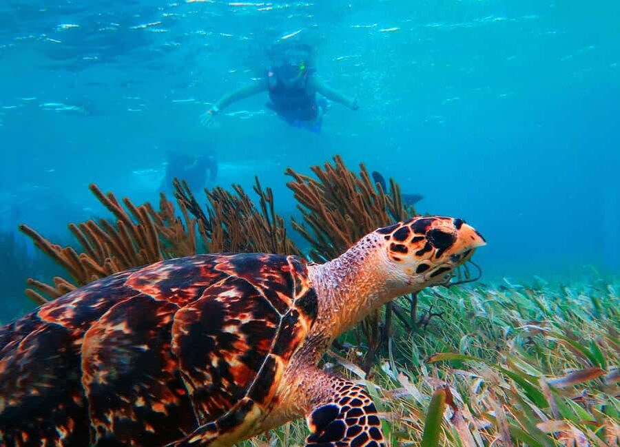 Puerto Morelos: Snorkel, Town Walk, Tequila & Beach Lunch - Price Value: What You Pay and What Hits Your Cash Budget