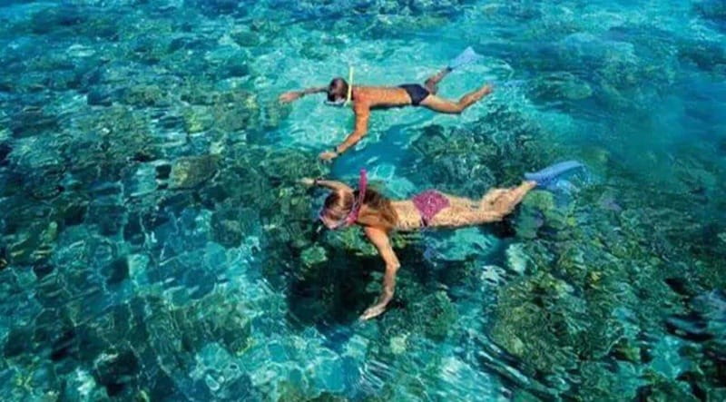 Puerto Morelos: Snorkeling at The National Reef Park - What you’ll see: corals, turtles, and manta ray chances