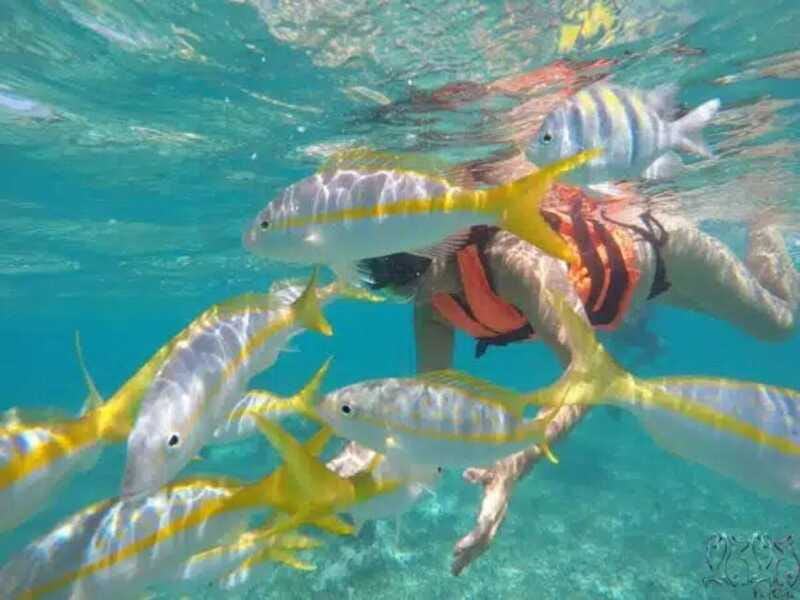 Puerto Morelos: Snorkeling at The National Reef Park - Two snorkeling spots in one outing, how the 2 hours play out