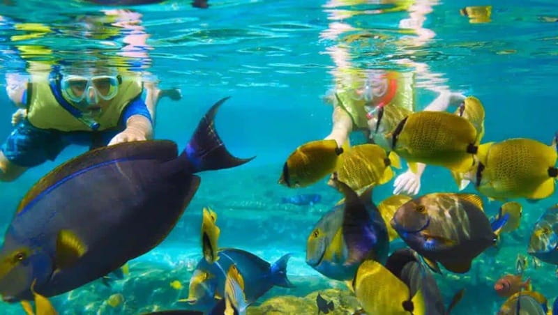Puerto Morelos: Snorkeling at The National Reef Park - Getting to the corals, that 500 meters makes a difference