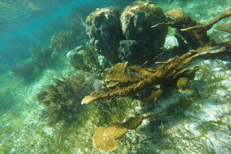 Puerto Morelos: Snorkeling Guided Activity - Boat Ride Out to the Reef, and What You Should Bring