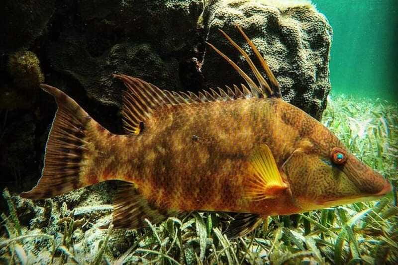 Puerto Morelos: Snorkeling Guided Activity - First Reef Stop: About 40 Minutes of Coral Structure and Reef Fish