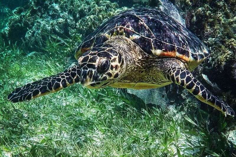 Puerto Morelos: Snorkeling Guided Activity - Meeting Up, Gear, and the Safety Briefing That Sets You Up