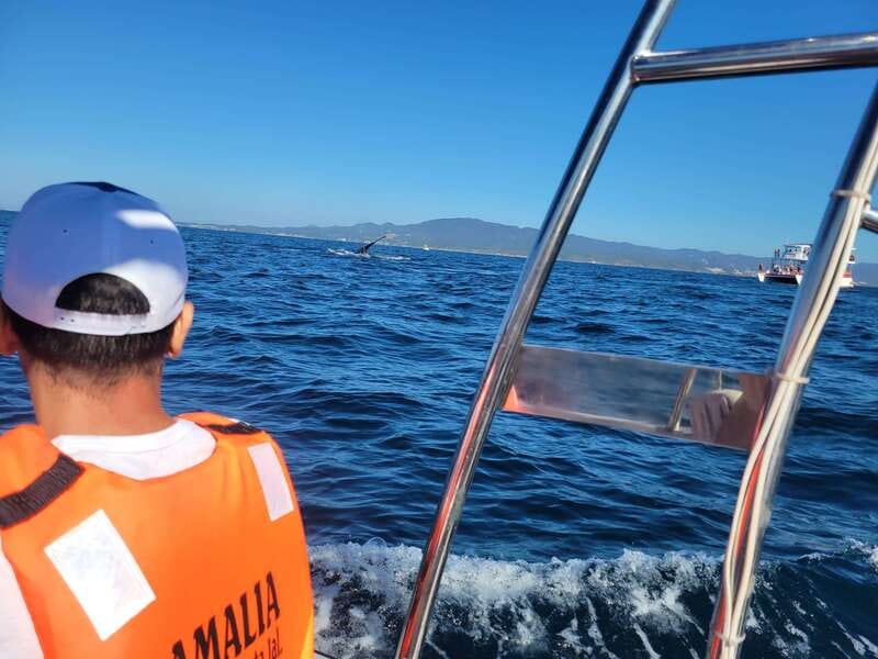 Puerto Vallarta: 3-Hour Whale Watching and Snorkeling - Key Things I’d Focus On