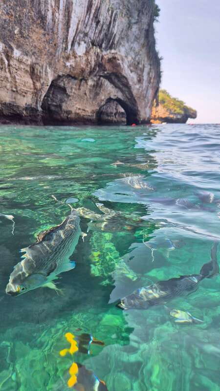 Puerto Vallarta: 3-Hour Whale Watching and Snorkeling - Where the Tour Lands for Beach Time