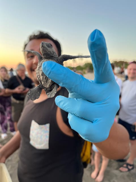 Puerto Vallarta: Baby Turtle Release in Conservation Area - Key Things You’ll Notice Right Away