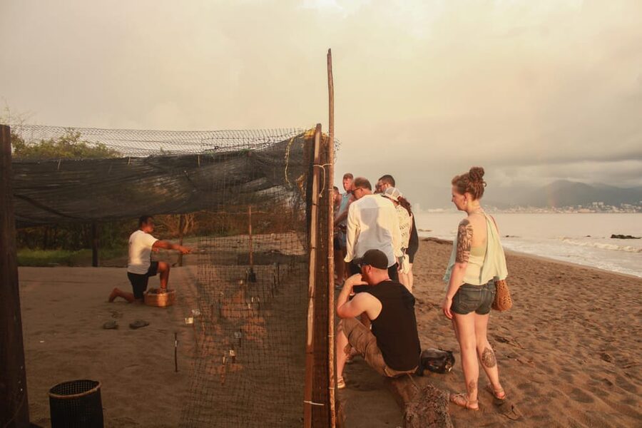 Puerto Vallarta: Baby Turtle Release in Conservation Area - Price and Value: Why $40 Works Here
