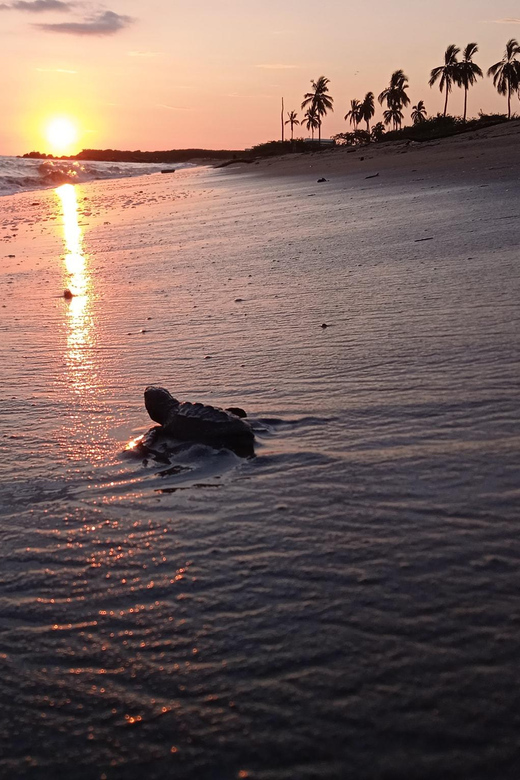 Puerto Vallarta: Baby Turtle Release in Conservation Area - The 15-Minute Walk That Sets the Tone