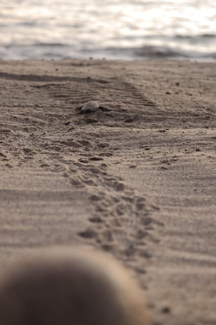 Puerto Vallarta: Baby Turtle Release in Conservation Area - Campsite Class (About 45 Minutes): How Olive Ridley Eggs Become Hatchlings