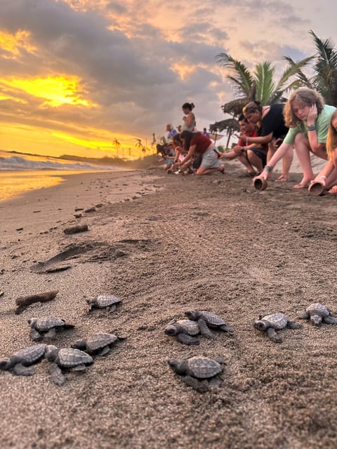 Puerto Vallarta: Baby Turtle Release in Conservation Area - Wildlife Viewing Stop (About 20 Minutes): Watching the Search and the Science