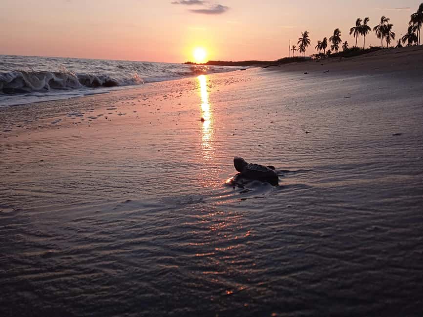 Puerto Vallarta: Baby Turtle Release in Conservation Area - Getting There: Finding the End of Paseo Bocanegra