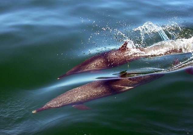 Puerto Vallarta, Luxury Sunset Sailing - Key things that make this sunset sailing worth your time