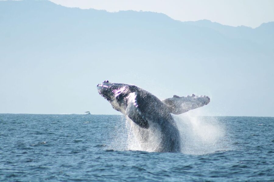 Puerto Vallarta: Mega Yacht Whale Watching Sunset Cruise - Practical tips to help you get the most from your evening