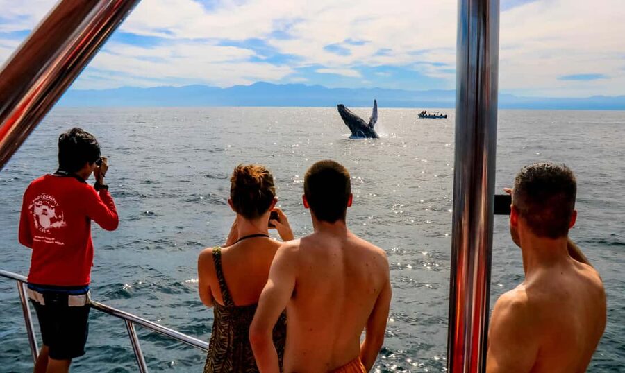 Puerto Vallarta: Mega Yacht Whale Watching Sunset Cruise - Getting on board at Chica Locca Tours, and why the start matters