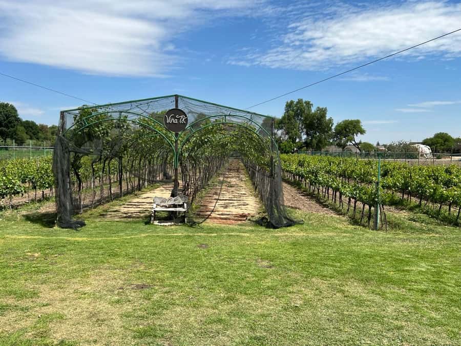 Querétaro: Cheese & Wine Tour In A Day - Price and logistics: what your $70 actually covers