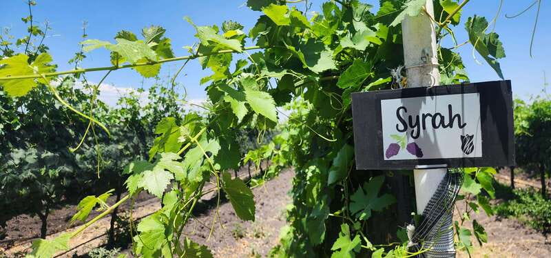 Querétaro: Haciendas, Vineyards, and Magical Towns Day Trip - Price and logistics: what $131 gets you, and what it doesn’t