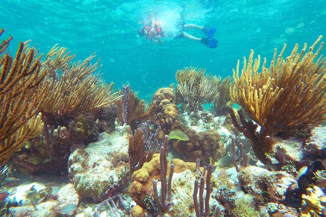 Reef Snorkeling in National Park from Cancun with Beachside Lunch - Who should book this Puerto Morelos reef snorkeling tour