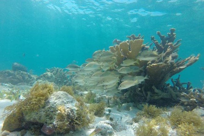 Reef Snorkeling & Jungle Speedboat Adventure with Mayan Ceremony - Lunch and snacks: simple, not gourmet