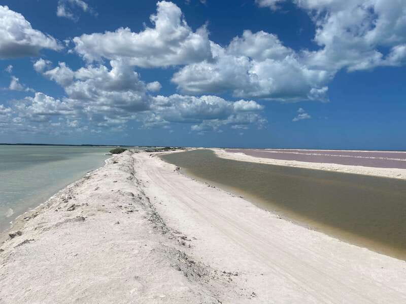 Rio Lagartos and Las Coloradas: EcoSafari Flamingo classic - A 2-hour Rio Lagartos and Las Coloradas safari that feels efficient