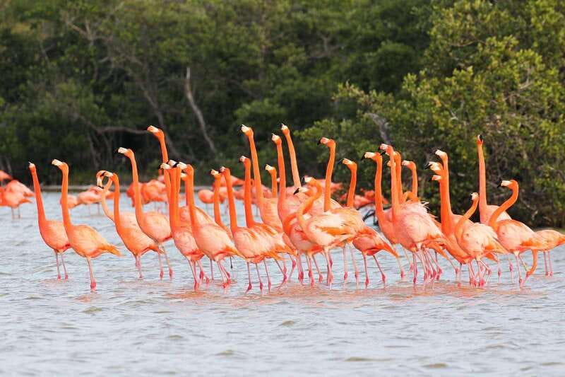 Rio Lagartos and Las Coloradas: EcoSafari Flamingo classic - Meeting at Macumba and what to do when you arrive