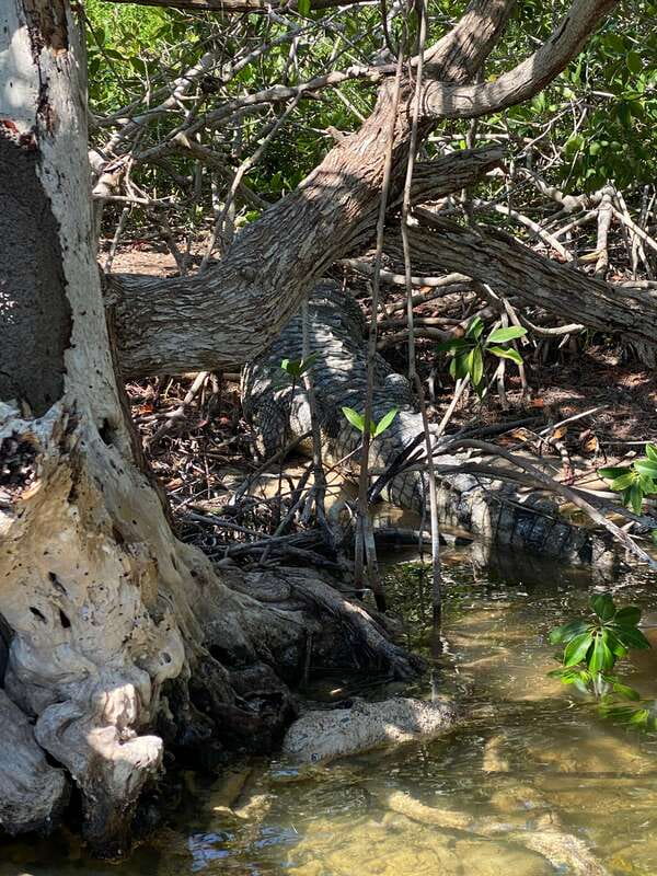 Rio Lagartos and Las Coloradas: EcoSafari Flamingo classic - Sliding into the mangroves: bird life and the crocodile mindset
