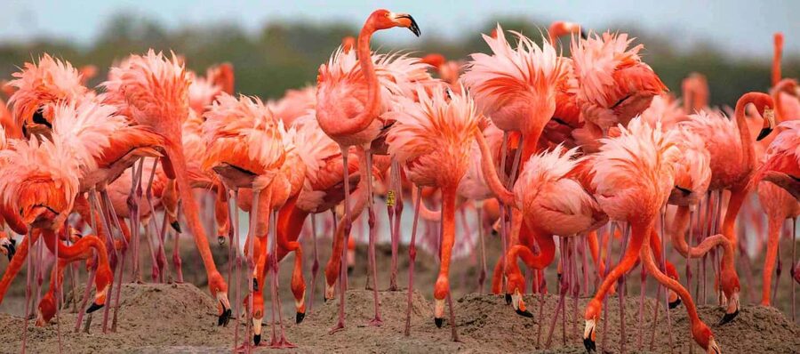 Rio Lagartos and Las Coloradas: Safari Flamingo Luxury - Rio Lagartos and Las Coloradas together makes more sense than separate tours