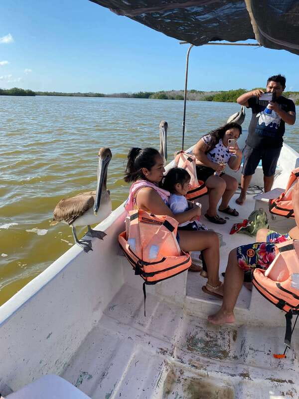 Rio Lagartos and Las Coloradas: Safari Flamingo Luxury - Flamingos at the wetlands: seeing behavior, not just color