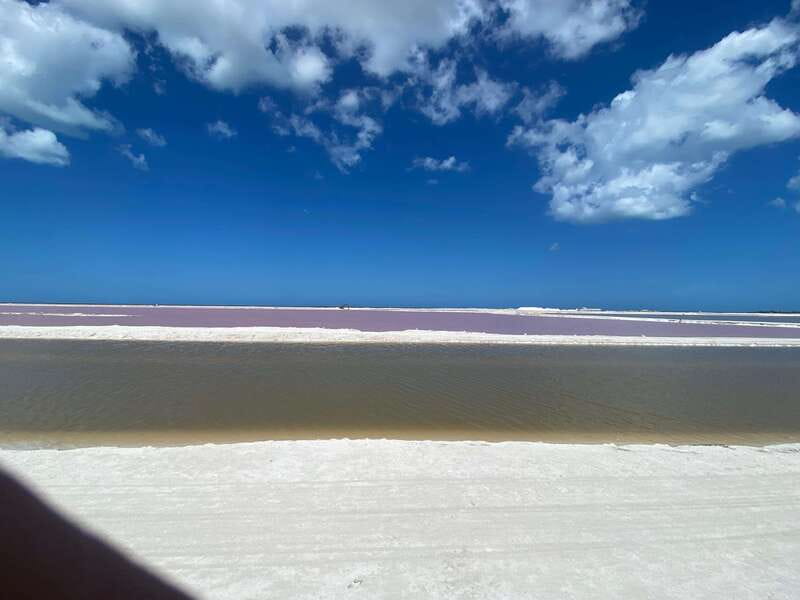 Río Lagartos and Las Coloradas: Wildlife Natural Experience - Flamingos and mangroves: where the wetlands do their thing