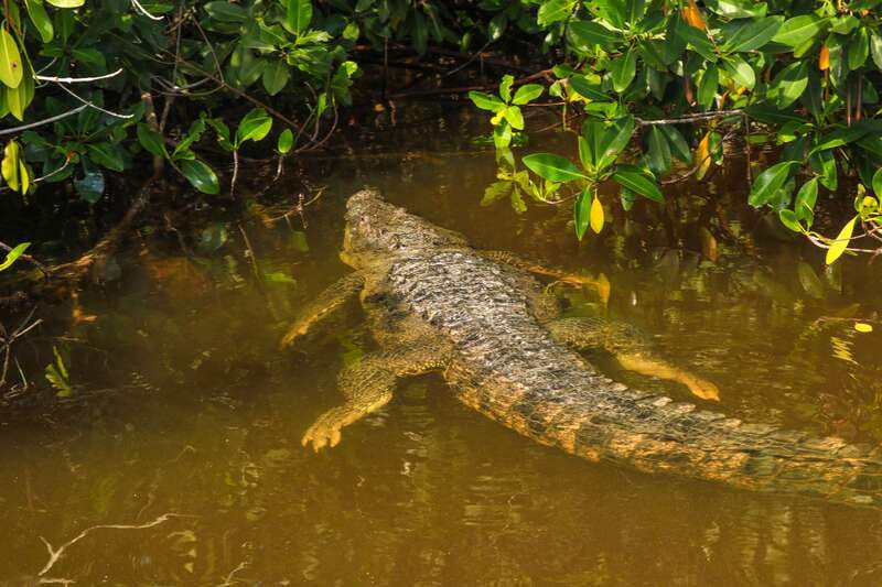 Rio Lagartos: Boat Tour through the Nature Reserve - Key moments to look for on the Rio Lagartos boat tour
