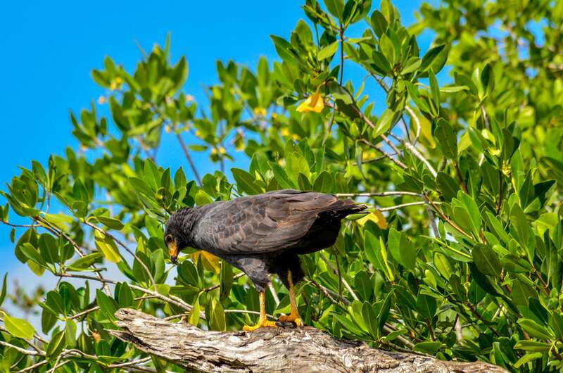 Rio Lagartos: Boat Tour through the Nature Reserve - Heron spotting gets easier when you have a guide and a plan