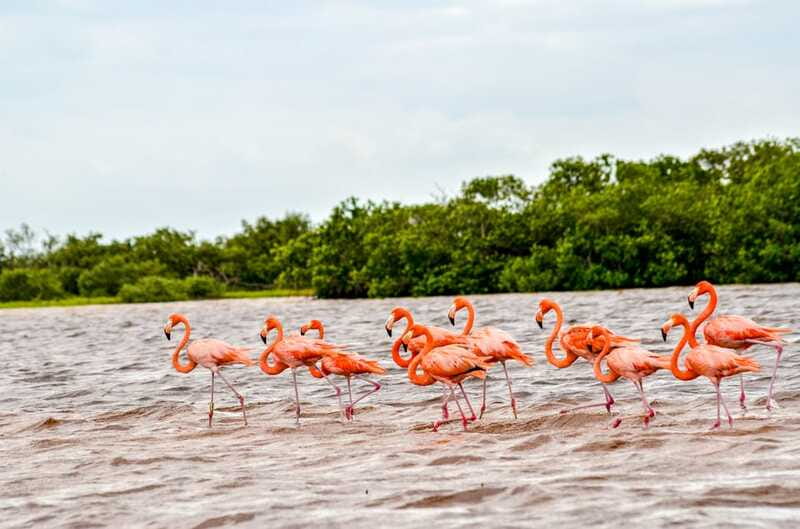 Rio Lagartos: Boat Tour through the Nature Reserve - The people side: local guiding can make or break your experience