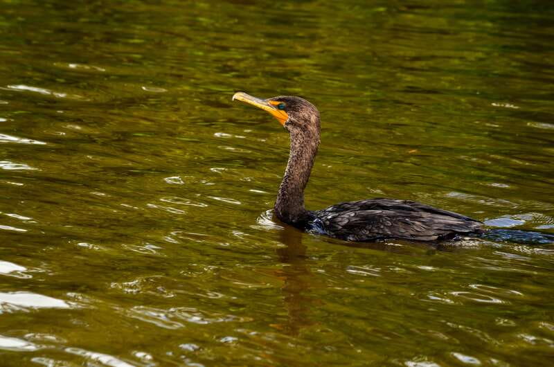 Rio Lagartos: Boat Tour through the Nature Reserve - The virgin beach finish, why it’s there, and how to use it