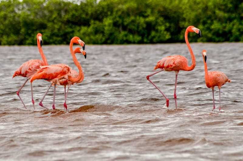 Rio Lagartos: Boat Tour through the Nature Reserve - Price and value: what $87 per person buys you