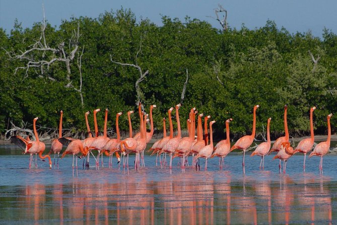 Rio Lagartos guided boat tour- Ek Balam from Valladolid - UNESCO Ría Lagartos by Boat: Mangroves, Flamingos, and Crocodiles